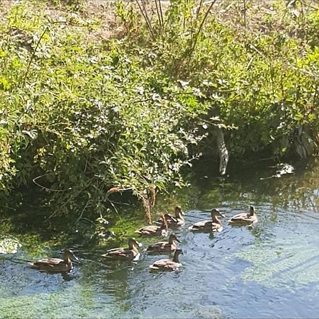 Les Gites De Ninon Moult Exteriör bild